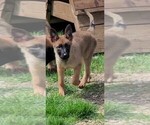 Small Photo #4 Malinois Puppy For Sale in ALSIP, IL, USA