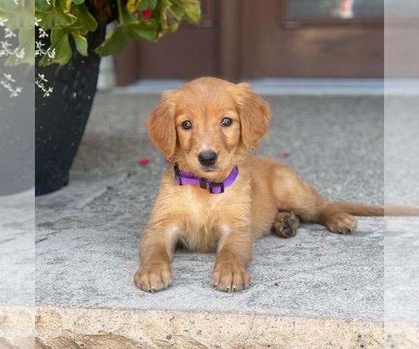Medium Photo #14 Golden Retriever Puppy For Sale in WOLCOTT, IN, USA