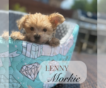 Small #1 Morkie