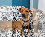 Small #1 Labrador Retriever Mix