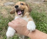 Small Photo #9 Pembroke Welsh Corgi Puppy For Sale in BRYAN, TX, USA