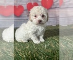 Small Photo #2 Poodle (Toy) Puppy For Sale in LOUISA, VA, USA