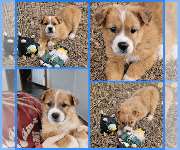 Medium Photo #1 Carolina Dog-Great Pyrenees Mix Puppy For Sale in Blacksburg, SC, USA