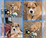 Small Carolina Dog-Great Pyrenees Mix