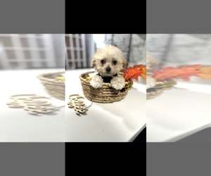 ShihPoo Puppy for sale in PLAINFIELD, IL, USA