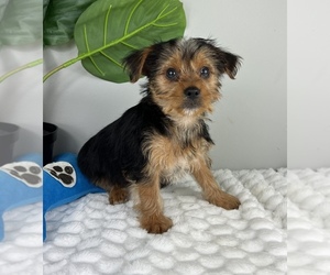 Yorkshire Terrier Puppy for sale in FRANKLIN, IN, USA