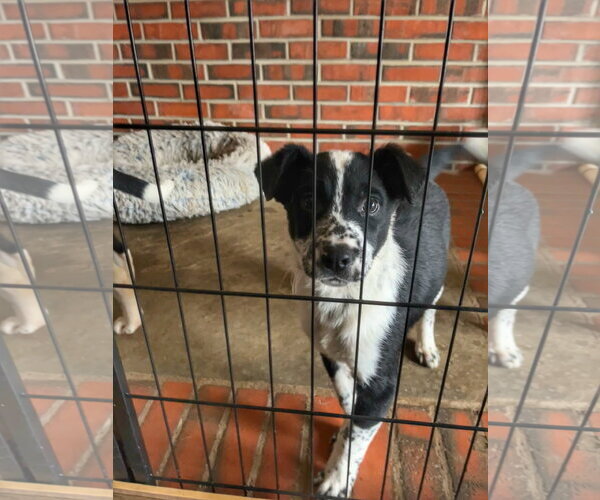 Medium Photo #4 Mutt Puppy For Sale in Garden City, NY, USA