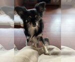 Small #9 Chihuahua