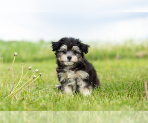 Maltese-Miniature Australian Shepherd Mix Puppy for sale in WARSAW, IN, USA