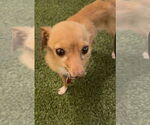Small #1 Chihuahua Mix