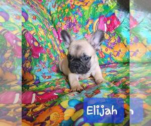 French Bulldog Puppy for sale in GROTON, NY, USA