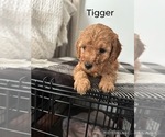 Puppy Tigger Goldendoodle (Miniature)