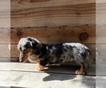 Small Photo #1 Dachshund Puppy For Sale in MADERA, CA, USA