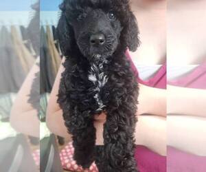 Poodle (Miniature) Puppy for sale in HOMERVILLE, GA, USA