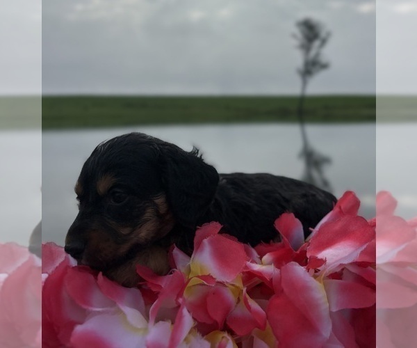 Medium Photo #7 Dachshund Puppy For Sale in LOOGOOTEE, IN, USA