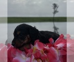 Puppy 2 Dachshund