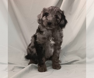 Miniature Australian Shepherd-Poodle (Standard) Mix Puppy for sale in MIDLAND, NC, USA