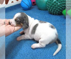 Chiweenie Puppy for sale in RATTAN, OK, USA