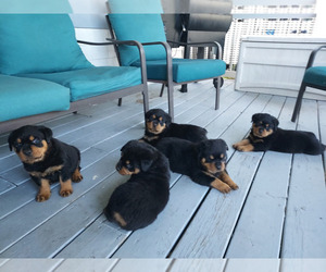 Rottweiler Puppy for sale in FALCON, CO, USA