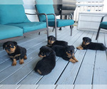 Small Rottweiler