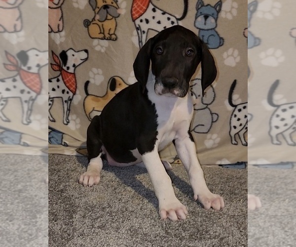 Medium Photo #2 Great Dane Puppy For Sale in DENHAM SPRINGS, LA, USA
