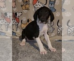 Small #1 Great Dane