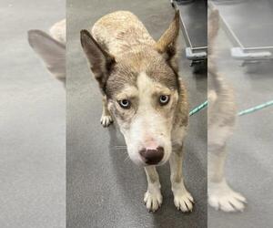 Siberian Husky-Unknown Mix Dogs for adoption in Forestville, MD, USA