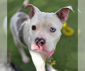 Mutt Dogs for adoption in Las Vegas, NV, USA