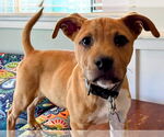 Small #14 American Staffordshire Terrier