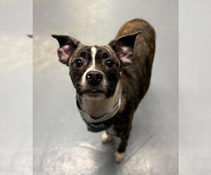 Boston Huahua Dogs for adoption in Lakewood, CO, USA