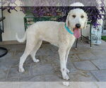 Small #1 Goldendoodle