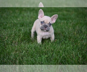 French Bulldog Puppy for sale in CHICAGO, IL, USA