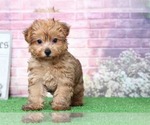 Small Photo #4 YorkiePoo Puppy For Sale in BEL AIR, MD, USA