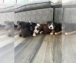 Small Photo #7 American Bully Puppy For Sale in CENTREVILLE, VA, USA