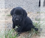 Small #18 Labrador Retriever