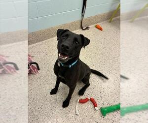 American Pit Bull Terrier-Labrador Retriever Mix Dogs for adoption in Brighton, CO, USA