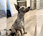 Small #2 Mutt