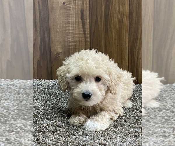 Medium Photo #1 Maltese-Poodle (Toy) Mix Puppy For Sale in SENECA FALLS, NY, USA
