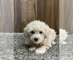 Small Photo #1 Maltese-Poodle (Toy) Mix Puppy For Sale in SENECA FALLS, NY, USA