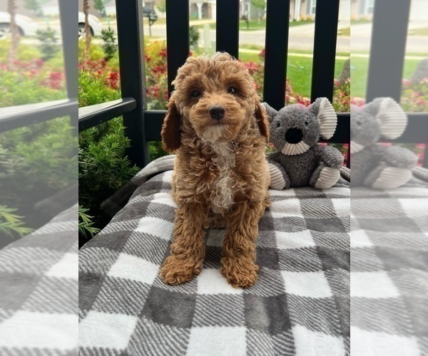 Medium Photo #2 Goldendoodle (Miniature) Puppy For Sale in INDIANAPOLIS, IN, USA