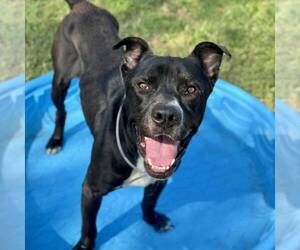 American Pit Bull Terrier Dogs for adoption in Conroe, TX, USA