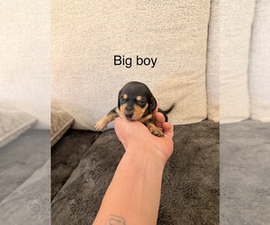 Dachshund Puppy for sale in CHIPPEWA FALLS, WI, USA