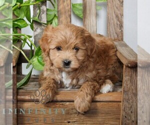 Poovanese Puppy for sale in LEOLA, PA, USA