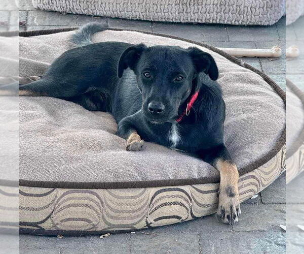 Medium Photo #8 Labrador Retriever-Unknown Mix Puppy For Sale in Escondido, CA, USA