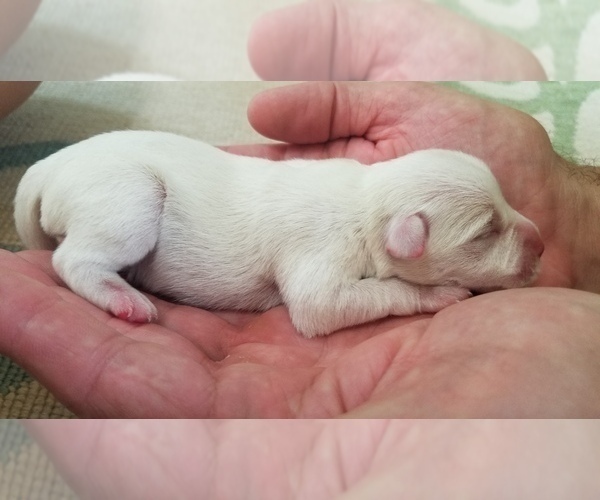 Medium Photo #8 Schnauzer (Miniature) Puppy For Sale in LEESBURG, VA, USA