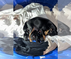 Miniature Pinscher Puppy for sale in FORT SMITH, AR, USA