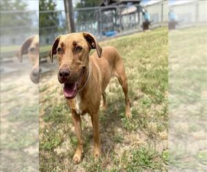 Labrador Retriever-Unknown Mix Dogs for adoption in Conroe, TX, USA