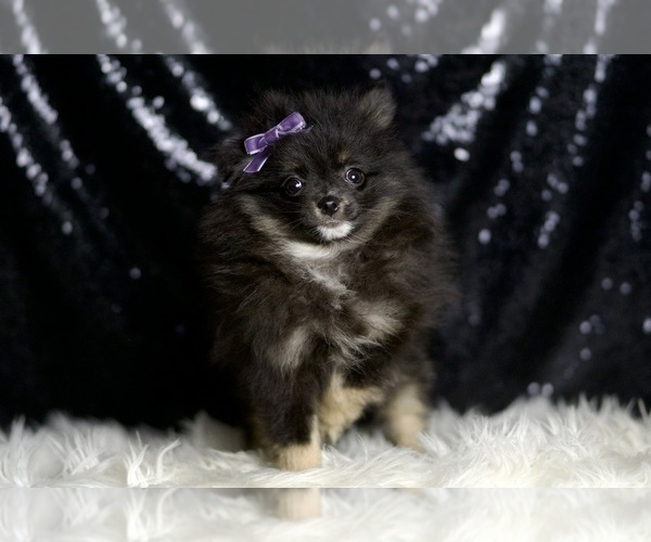 Medium Photo #7 Pomeranian Puppy For Sale in WARSAW, IN, USA