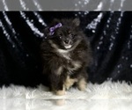 Small #6 Pomeranian