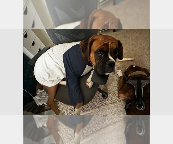 Medium Photo #1 Boxer Puppy For Sale in Austin, TX, USA